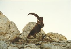 Bild "Bergheld:damals1994.jpg"
